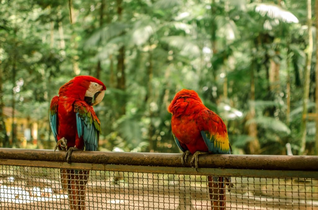 Two scarlet macaws perched on a railing in a lush, green environment. Vibrant red, yellow, and blue plumage.